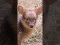 Precious petite pudu, the world's smallest deer | San Diego Zoo Safari Park #shorts