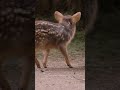 Precious petite pudu, the world's smallest deer | San Diego Zoo Safari Park #shorts