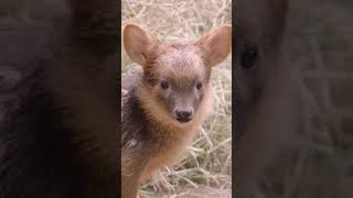 Precious Pee Pudu, The Worlds Smallest Deer San Diego Zoo Safari Park