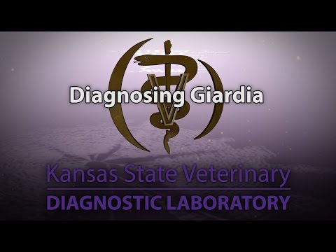 Video: Analyse For Giardia - Sådan Testes Du For Giardiasis, Tip