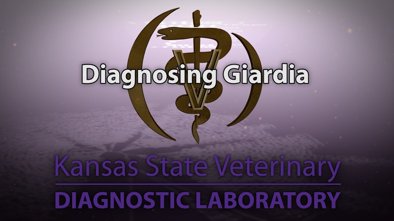 A diagnózis giardiasis megfogalmazása