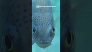 Fishing Day | Chill & Relaxing Music for Ocean Lovers | ozitraveler #Fishing #Fish