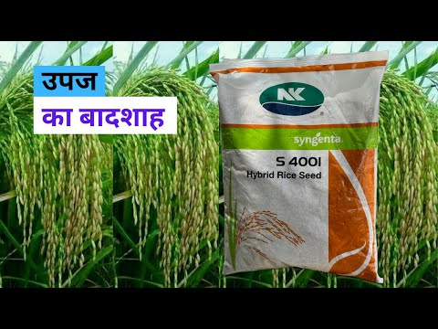 Syngenta S 4001 Hybrid Paddy Seed ( SYNGENTA S 4001 HYBRID PADDY SEED )