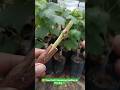 Grapes grafting and develop a root system meanwhile