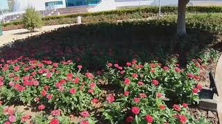 Beautiful Flowers in Dubai Zabeel Park