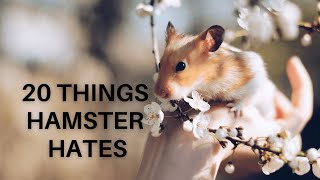 20 things hamster hates