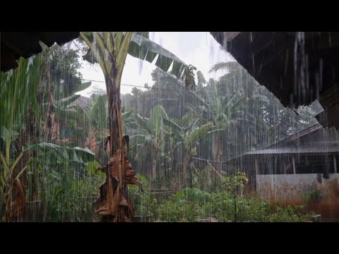Heavy Rain and Strong Winds Create a Comfortable Atmosphere for Rest Heavy Rain Relaxation