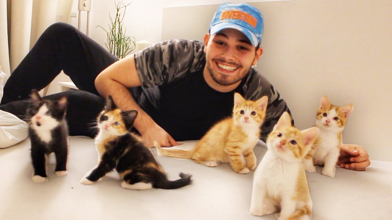 Ich verschenke meine BABY Katzen & DU kannst Eins haben!! 😍