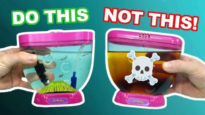 How Do Sea Monkeys Come To Life?