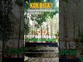 Kok Bisa! Jalan Ke Curug Cipamingkis bogor Se-Estetik Ini 😍🌿