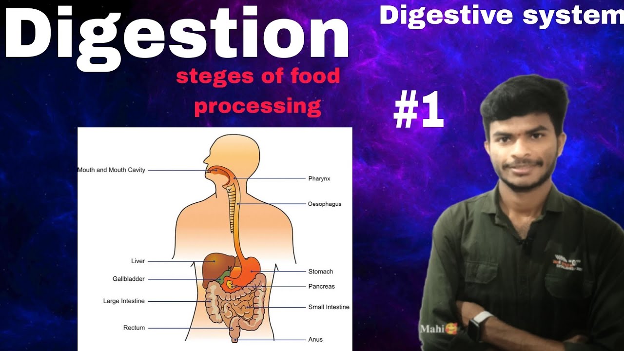 Digestion l digestive system l steges of food processing l an overview