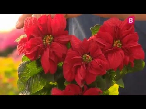 Vídeo: Plantes Per A Un Viver