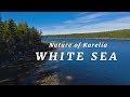 Природа Карелии - Белое море 🔹 Nature of Karelia - White Sea