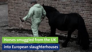 Horses smuggled from Great Britain into European slaughterhouses