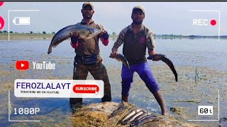 snakehead fishing manjera river nayeem and lala 🎣#ferozlalayt #youtubevideo #fishing