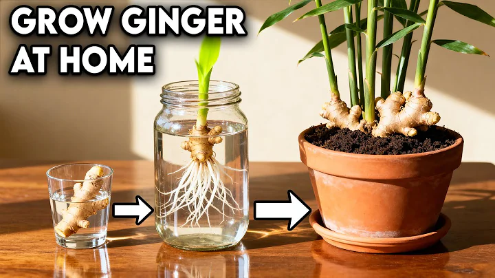 The BEST Way To Grow Ginger At Home | Only 0 - 2 Months of Growth!