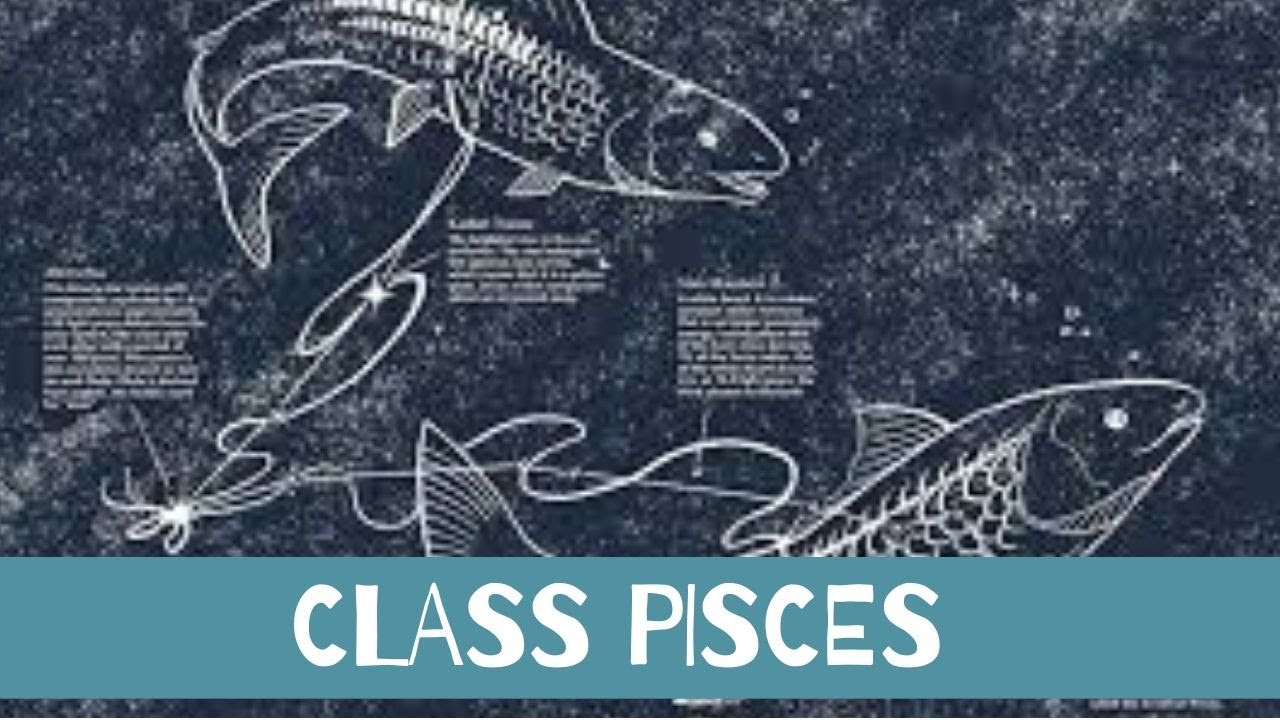 write an essay on class pisces