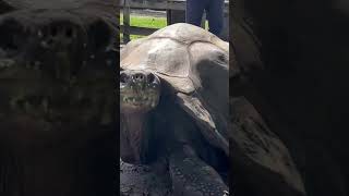 106-Year-Old Tortoise at Our Farm
