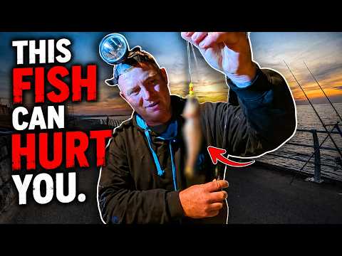 This Fish Can HURT You… and One of us Caught It! 😱🐟 Splash point - Rhyl