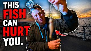 This Fish Can HURT You… and One of us Caught It! 😱🐟 Splash point - Rhyl