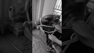 cow #sad #cowbd #cow #bull #goru #bigcow #music #alanwalker #slowed