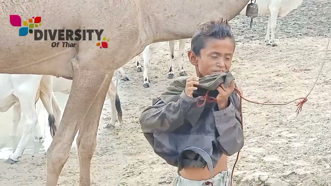 Rebari Camels || Camel boy || Camel of desert
