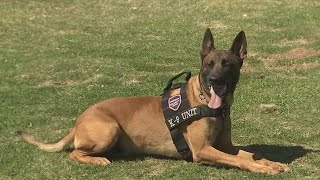 HonorHealth K-9 unit helps keep hospitals safe | FOX 10 News