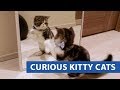 Curious cats