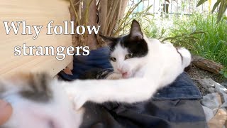 Angry mommy cats think their kittens are following us so they beat them||new house || Part2