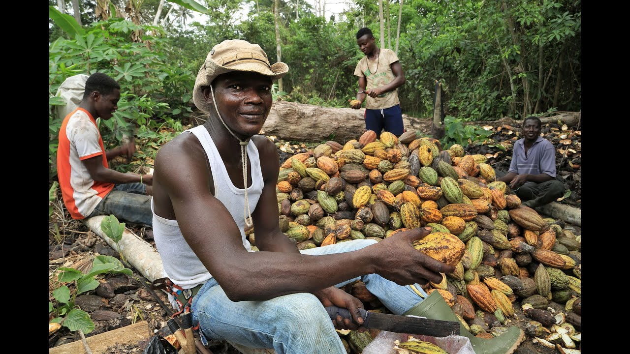 Cacao: la filière gourmande