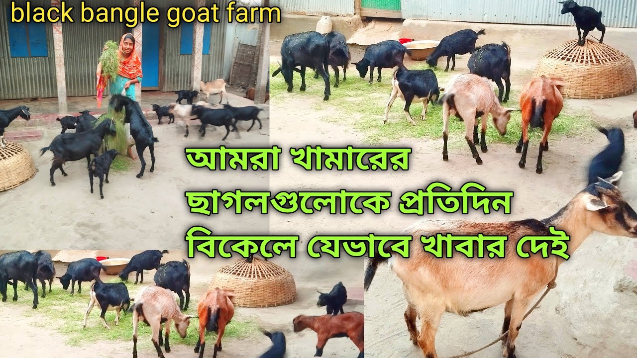 পাগলে নাকি ছাগল পালন করে?? সত্যিই ছাগল পালন করা কতটা লাভজনক কাজ? black ...