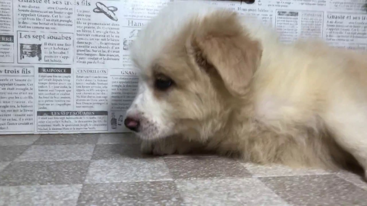 DOWNLOAD: ペットショップ 犬の家 加古川店 「ボーダーコリー」「93107