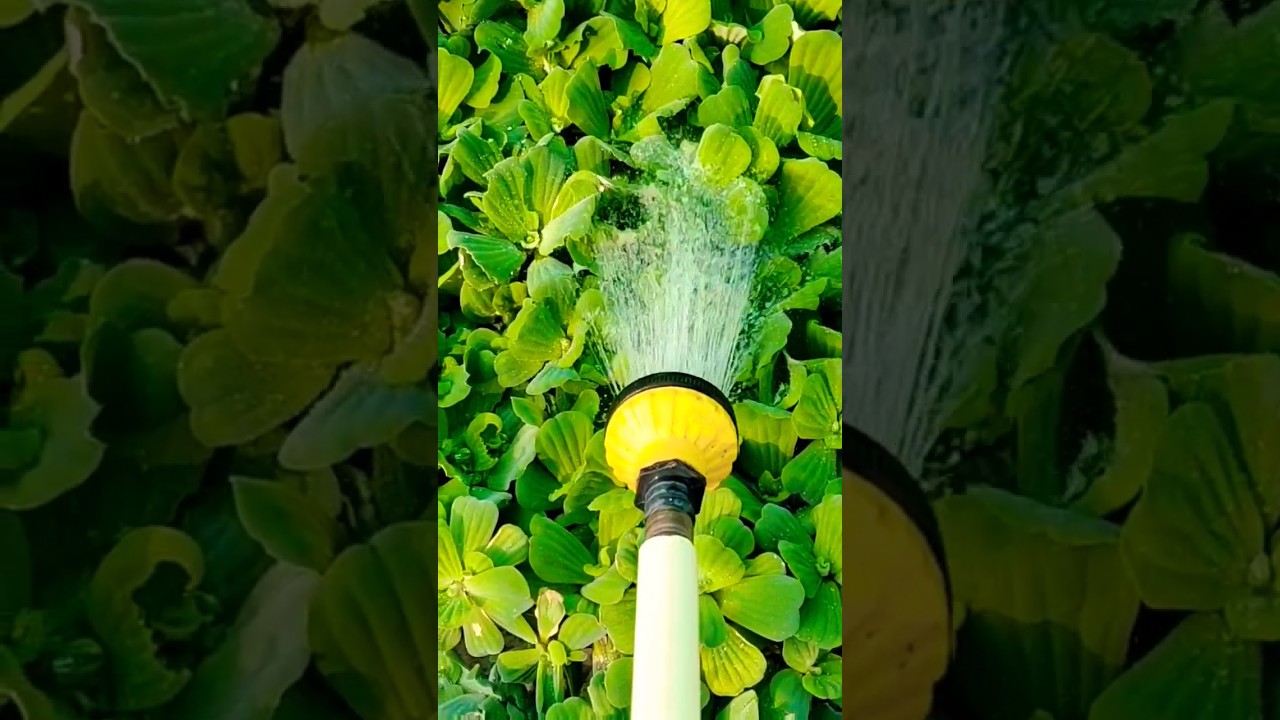 Water lettuce plant ! Zero maintenance plant ! water plant ! No Soil