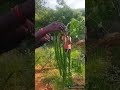 ನುಗ್ಗೆಕಾಯಿ ಸವಿರುಚಿ/
