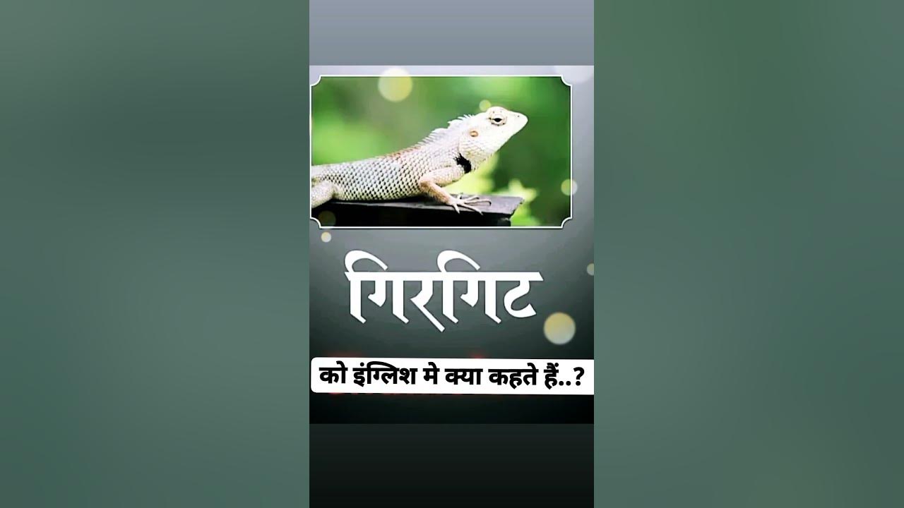 girgit-ko-english-me-kya-bolte-h-youtube