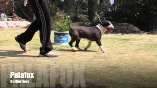 Africa Bull Terrier-Palafox Bullterriers