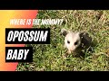 Baby Opossum – where’s the mommy?