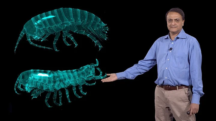 Nipam Patel (MBL) 3: Homeotic (Hox) Genes and Evolution of Crustacean Body Plan