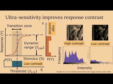 What makes a signalling cascade a sensitive and reliable switch? by Soumyadip Banerjee