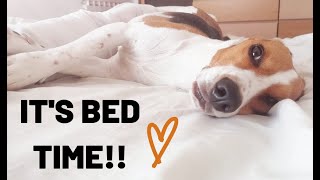 My bed and my  Beagle ¦ PipastheBeagle by Pipas The Beagle 376 views 4 years ago 1 minute, 32 seconds