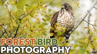 Tips for Photographing Forest Birds