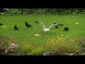 😎 1 Seagull vs 6 Crows 😎