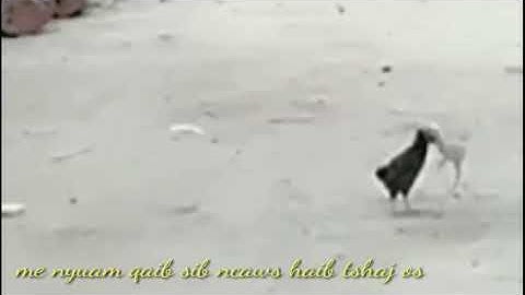 Qaib sib ncaws haib kawg nawb, yos twg sav tau cov me nyuam qaib hu kuv tau nawb