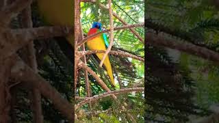 Download Lagu #scarlet bird MP3