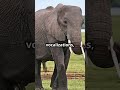 the incredible world of elephants