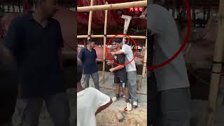 'ডোনাল্ড ট্রাম্প' খ্যাত গোলাপি মহিষের সঙ্গে ছবি তুলতে গিয়েই বিপত্তি #Donald #pinkbuffalo #somoytv