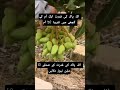 Aam ke Guchay par 50 Aam 🥭✨ Allah ki Qudrat#AllahKiQudrat #SubhanAllah #AmazingNature #FruitLovers