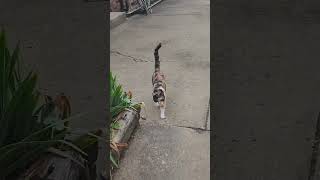 Good Morning To All My Pawollowers