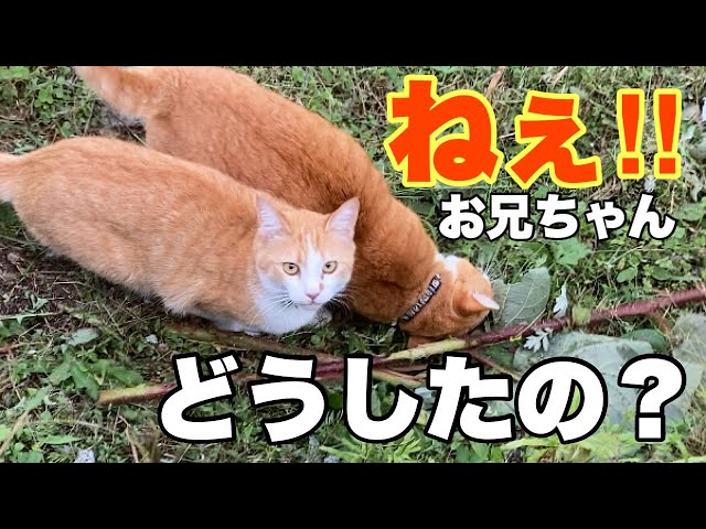 猫の寅 Mr. Kuro's Constipation Theory [Living with 4 Cats 1401s] - YouTube