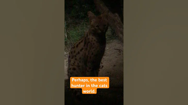 Watch the video about #servalcat